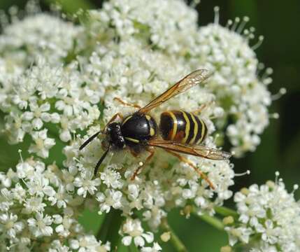 Image of Norwegian Wasp