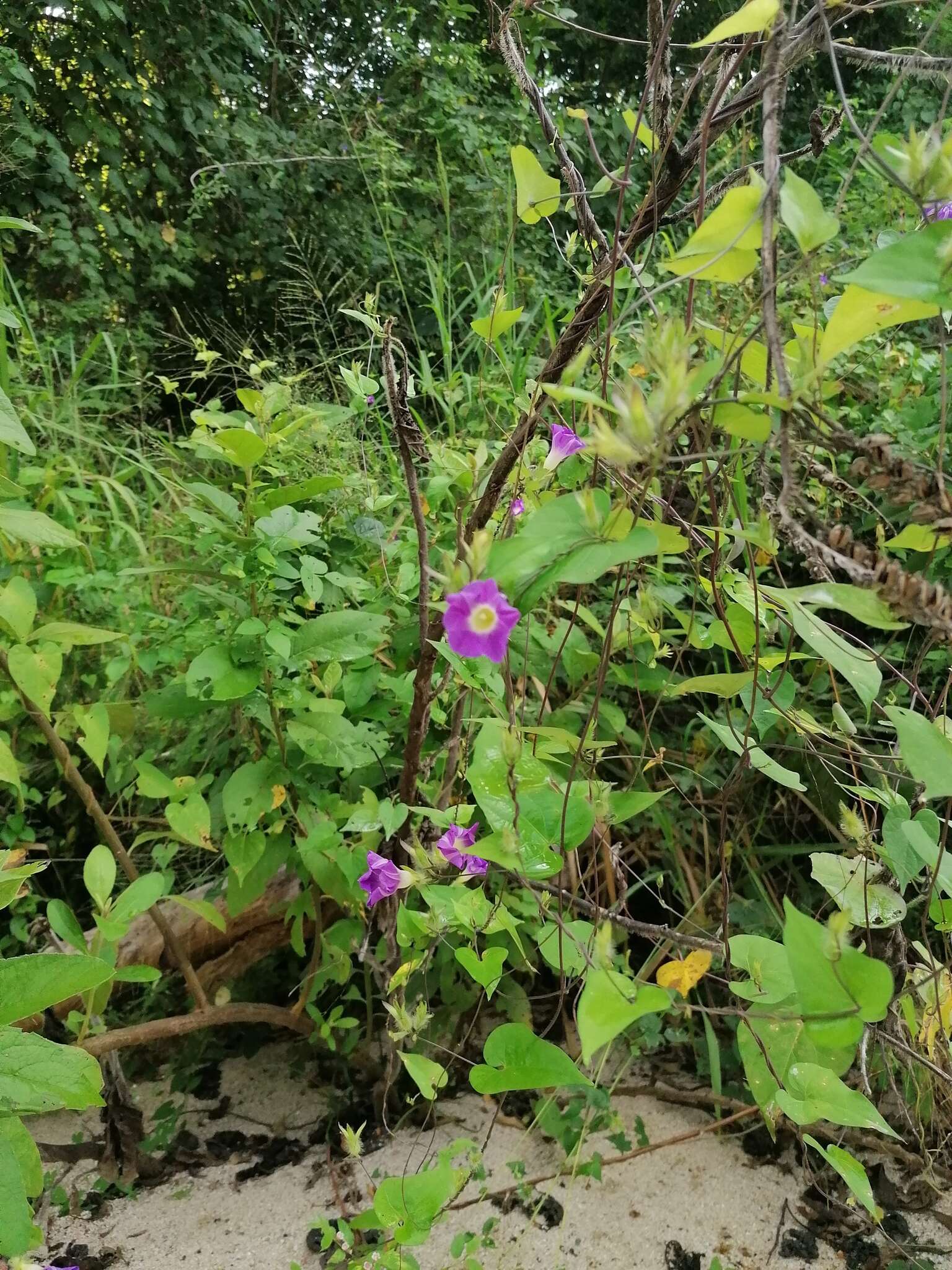 Ipomoea meyeri (Spreng.) G. Don resmi