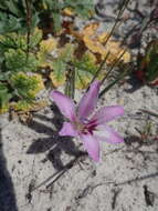 Image of Babiana nana subsp. maculata (Klatt) Goldblatt & J. C. Manning