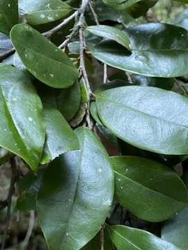 Image of Diospyros laurina (R. Br.) Jessup