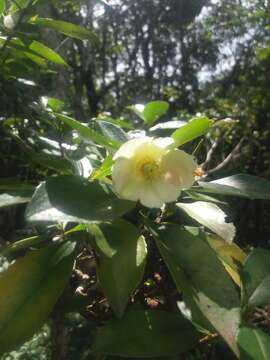 Image of Gordonia fruticosa (Schrader) H. Keng