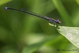 Image of Blackwater Bluet