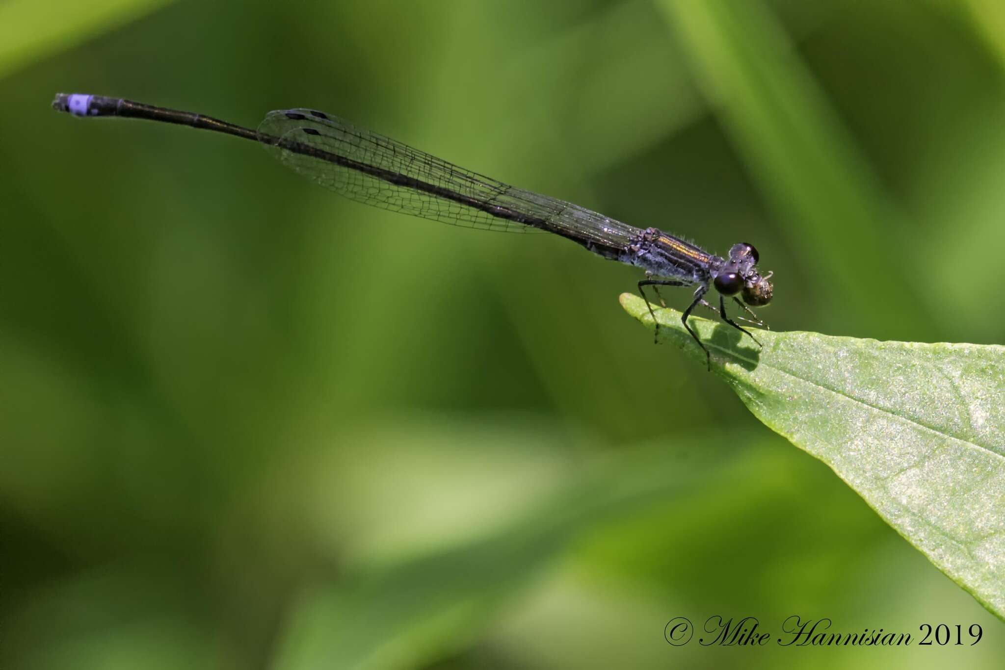 Image of Blackwater Bluet