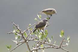 Image of Cape Penduline Tit