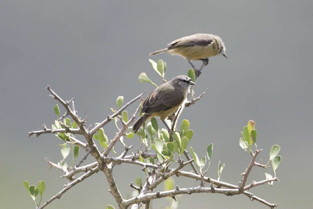 Image of Cape Penduline Tit