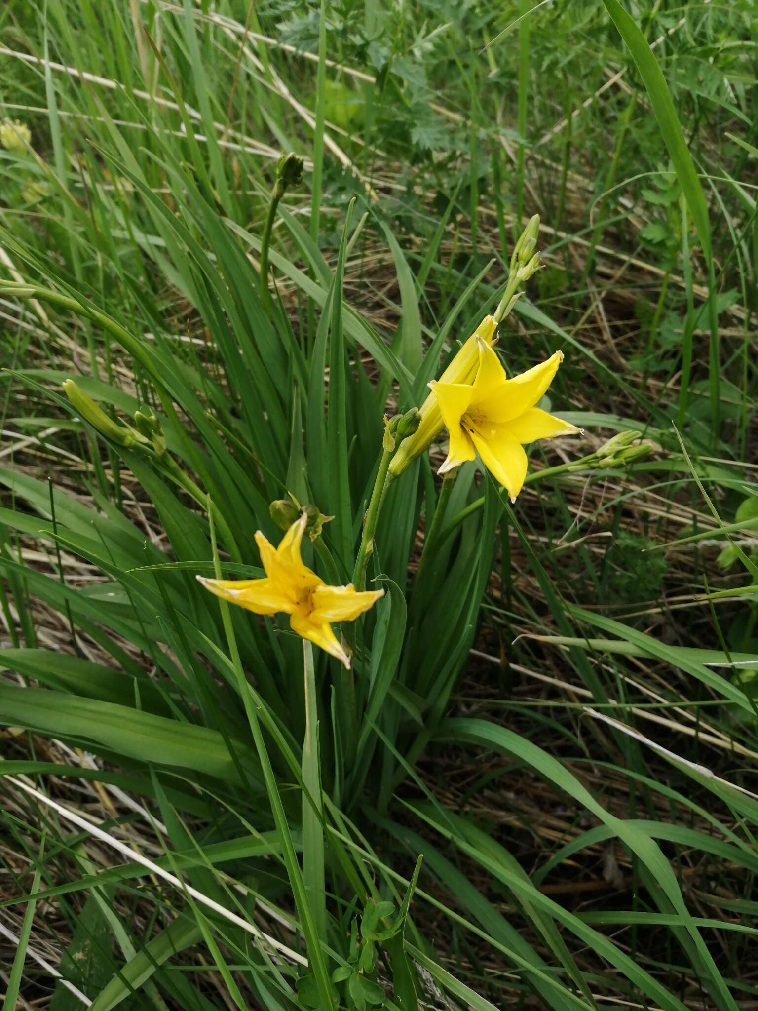 Image of dwarf yellow day lily