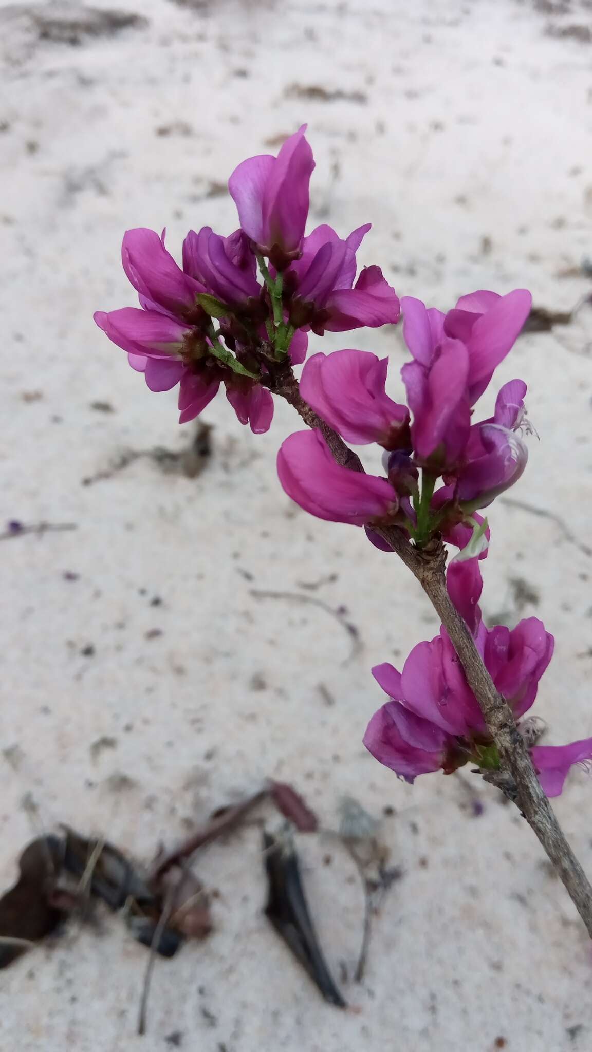 Image of Vaughania dionaeifolia S. Moore