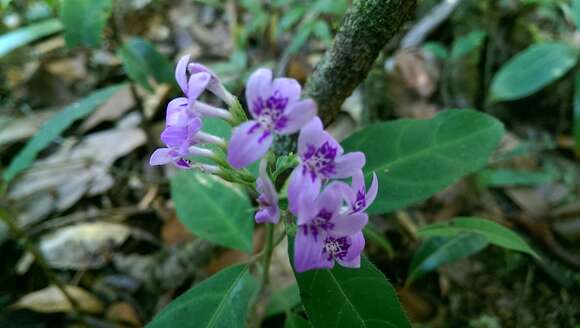 Image of Hypoestes diclipteroides Nees