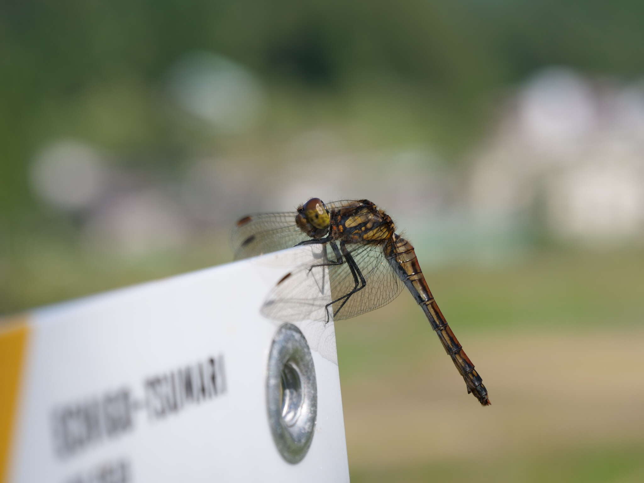 Image de Sympetrum frequens (Selys 1883)