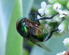 Image of jewel flies