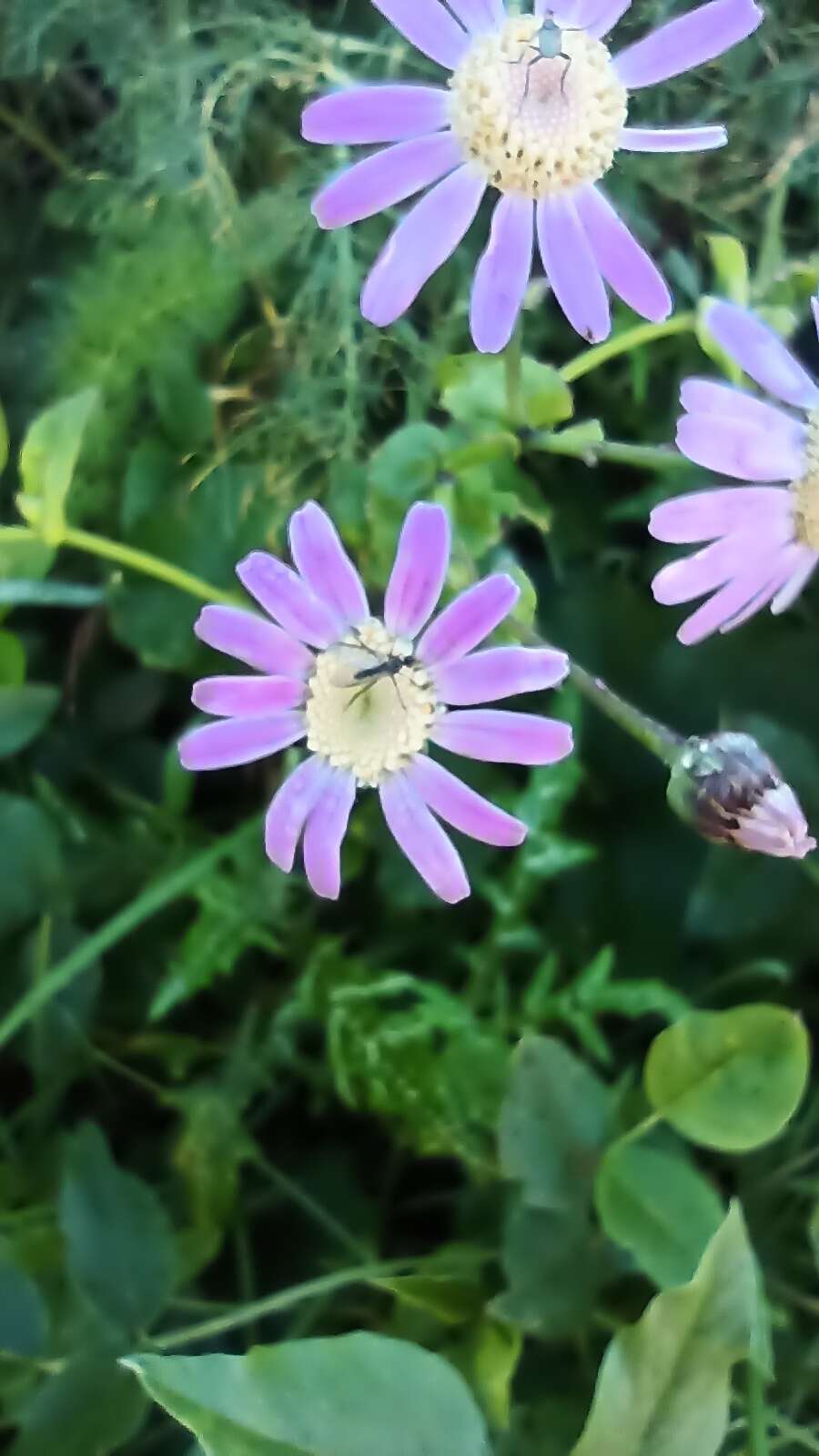 Imagem de Pericallis tussilaginis (L'Hér.) Webb & Berth.