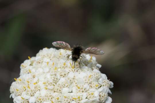 Image of Bombylisoma