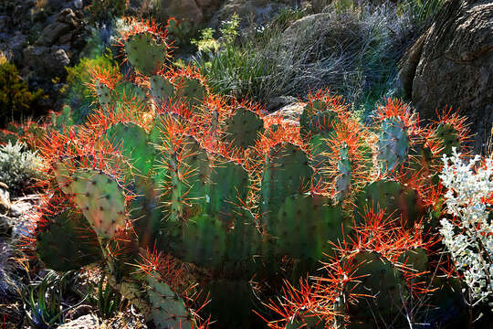 Image of pricklypear