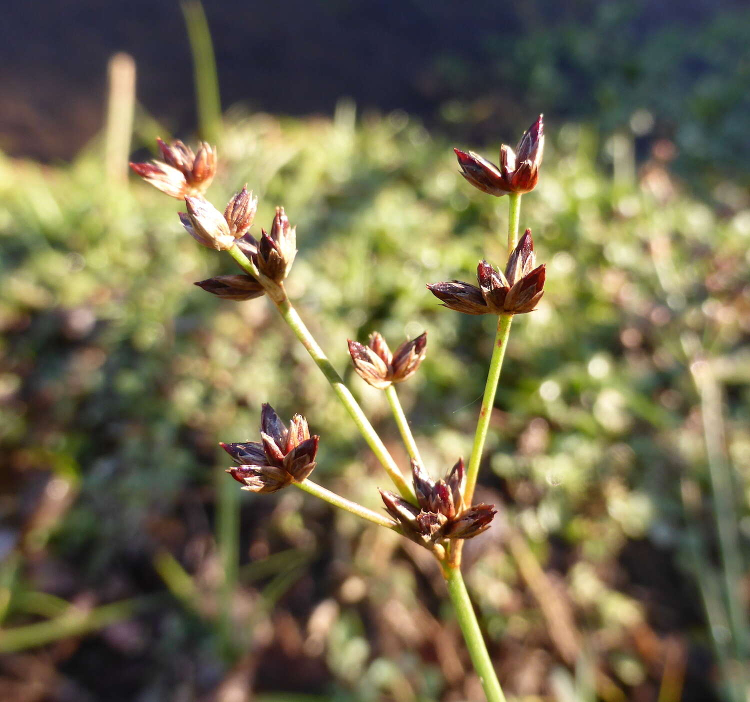 Image of Juncus exsertus Buch.