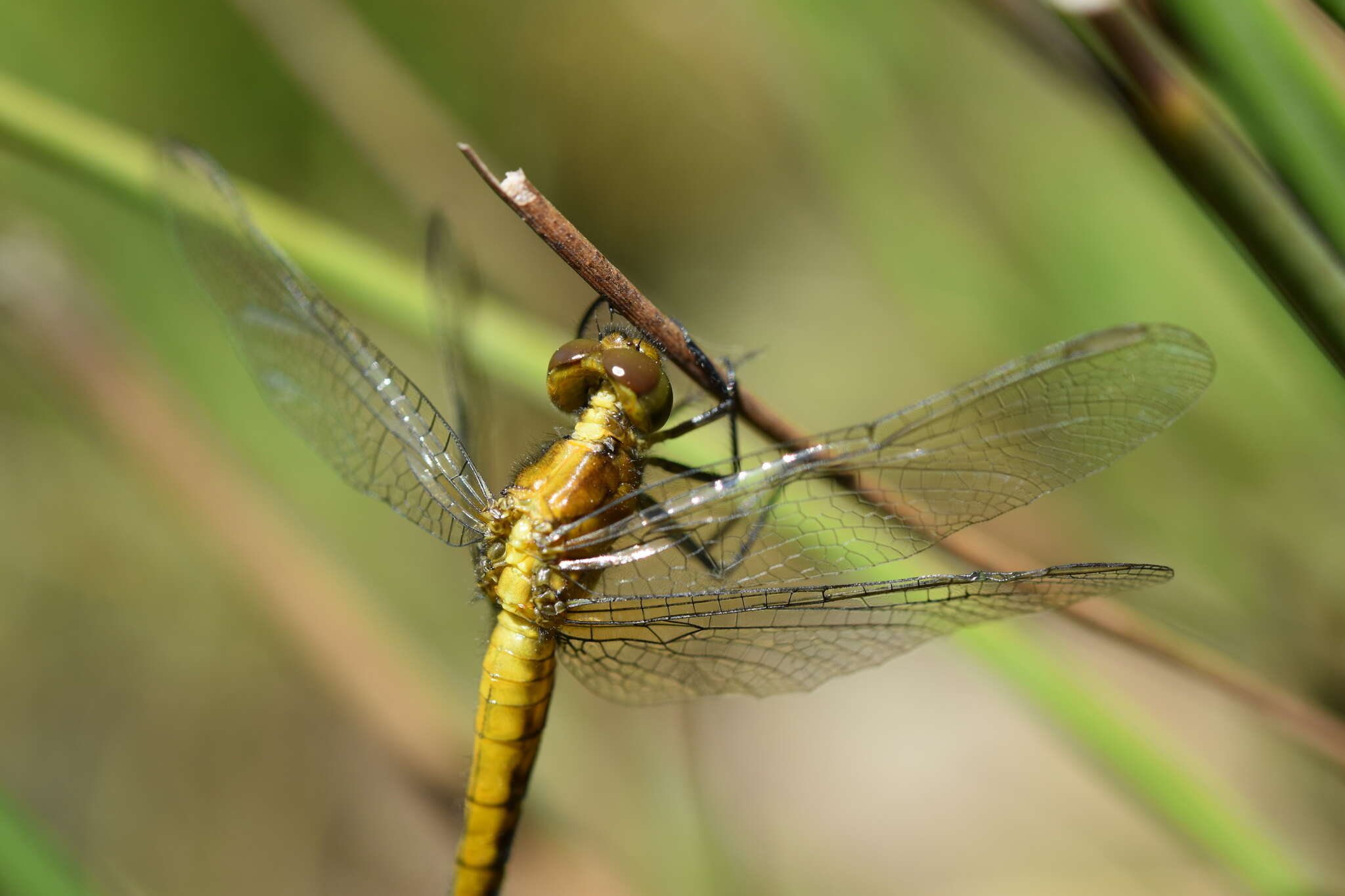 Erythrodiplax connata (Burmeister 1839) resmi