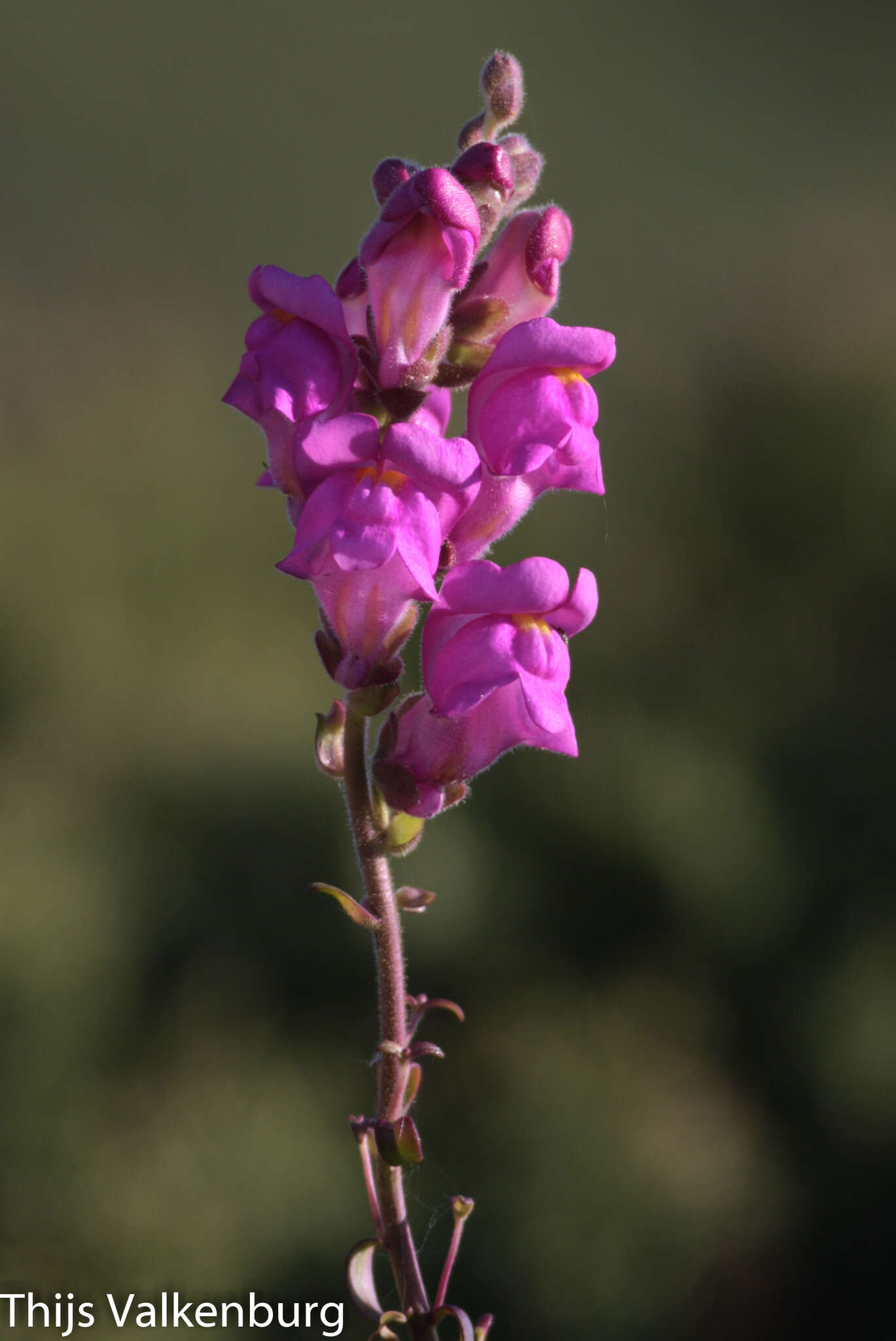 صورة Antirrhinum cirrhigerum (Ficalho) Rothm.