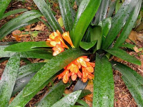 Imagem de Clivia