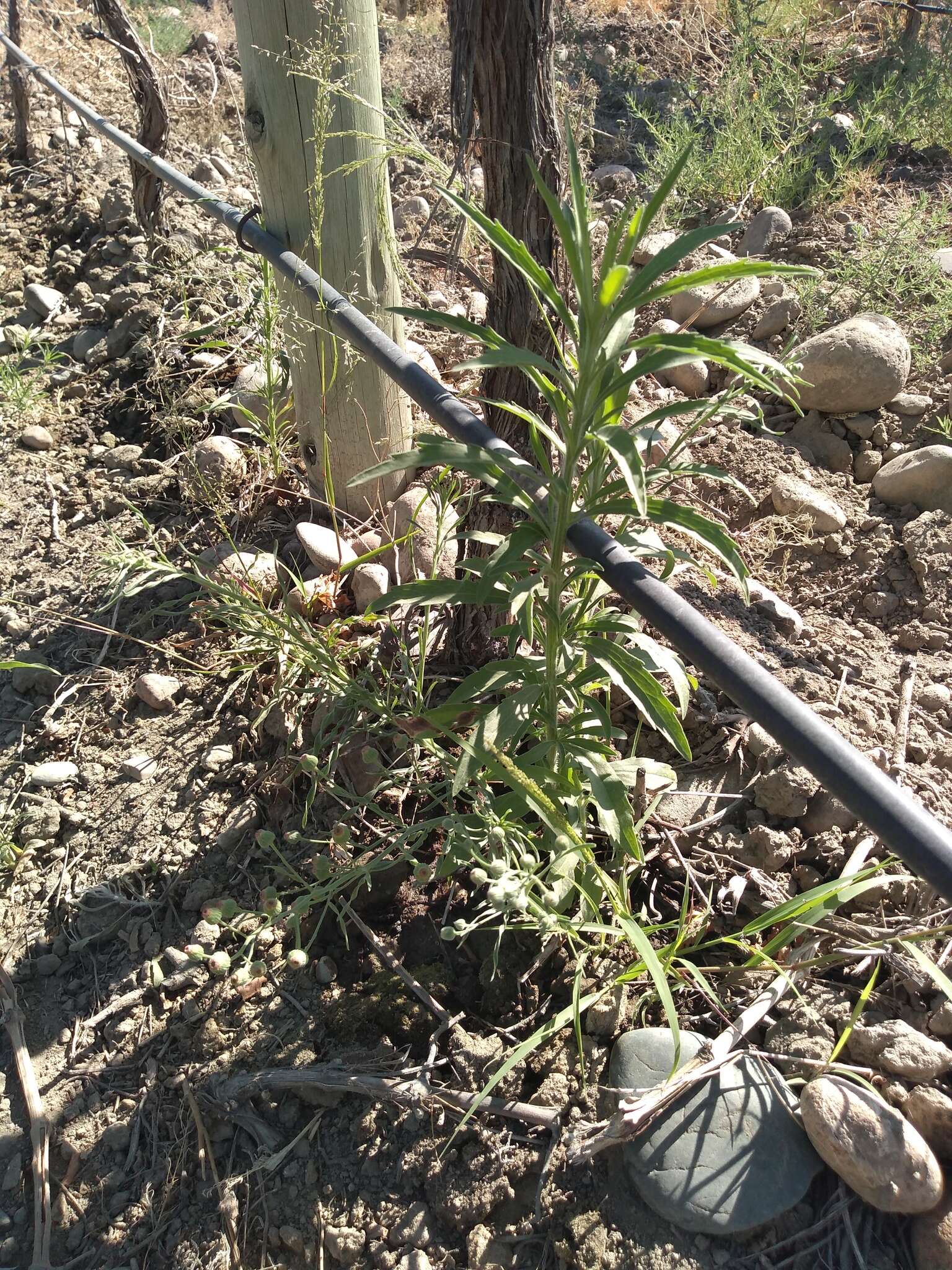 Image of Solidago chilensis Meyen