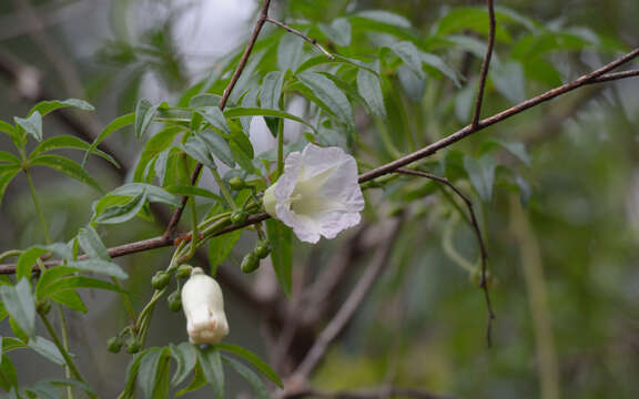 Imagem de Ipomoea heterodoxa Standl. & Steyerm.