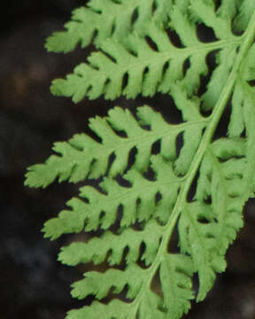 Image of American Alpine Lady Fern