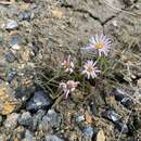 صورة Symphyotrichum yukonense (Cronq.) G. L. Nesom