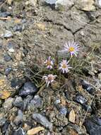 صورة Symphyotrichum yukonense (Cronq.) G. L. Nesom