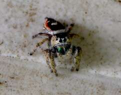 Image of Phidippus californicus Peckham & Peckham 1901