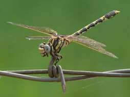 Image of Progomphus Selys 1854