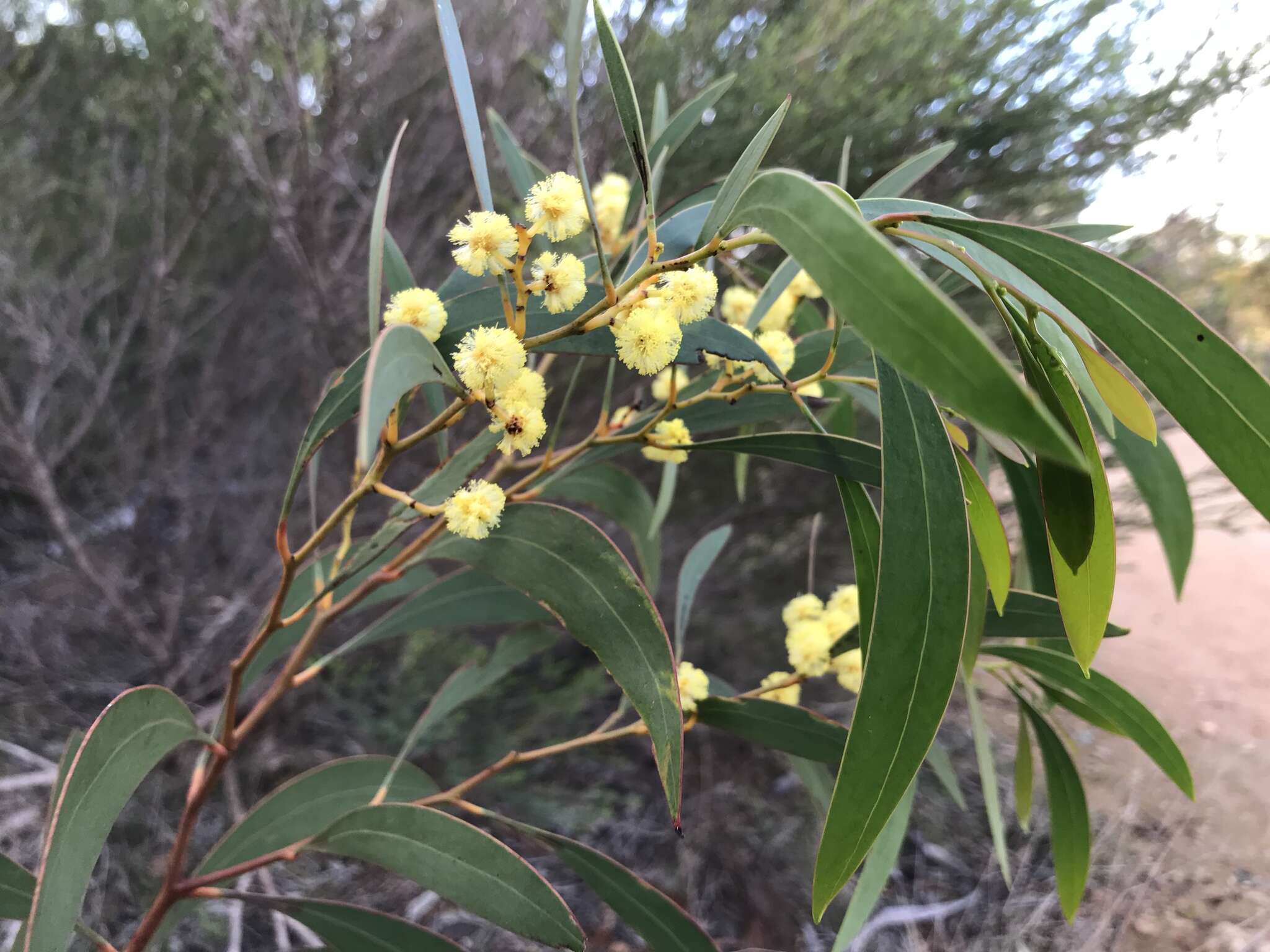 Слика од Acacia leiophylla Benth.