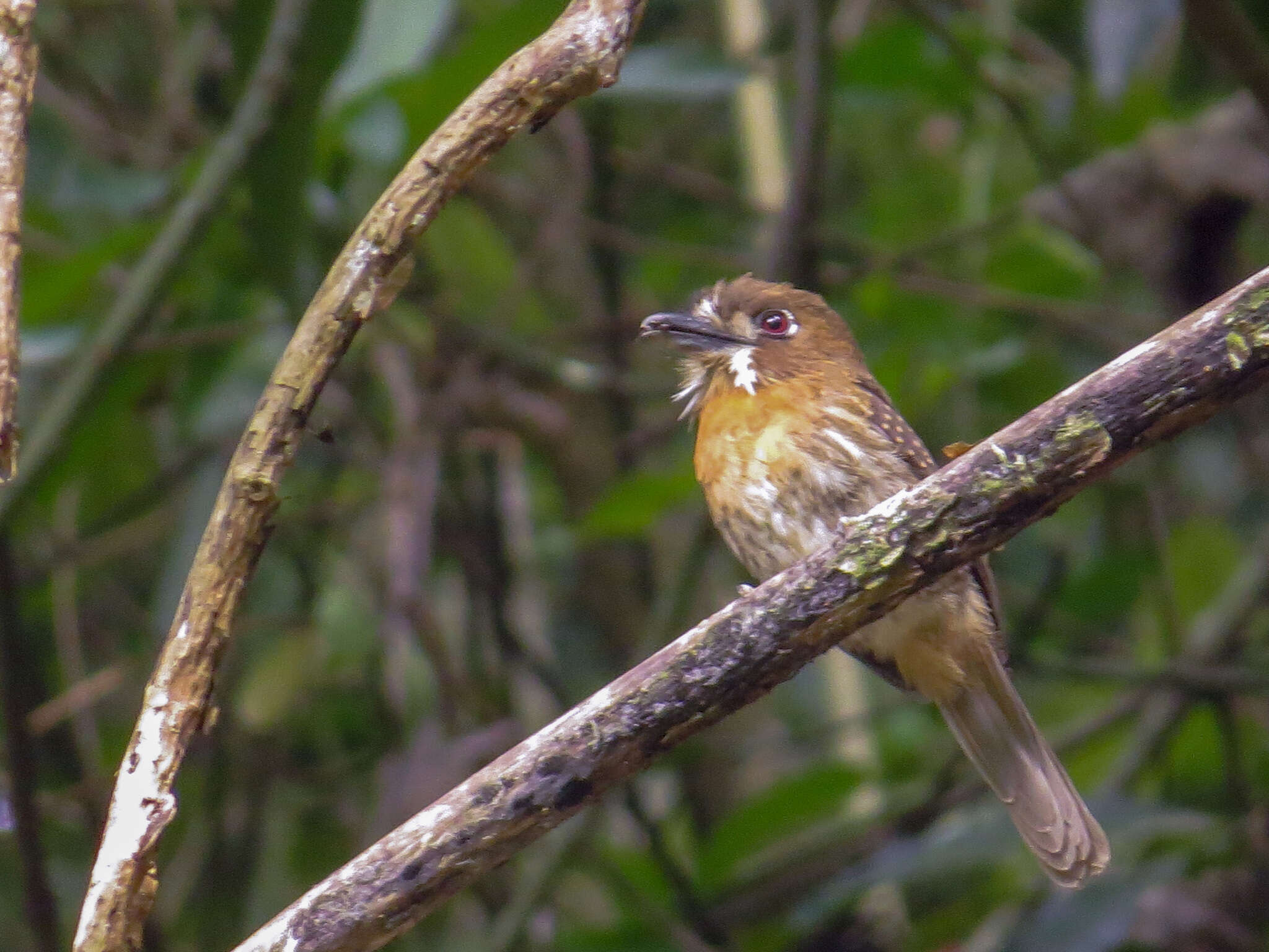 Image of Moustached Puffbird