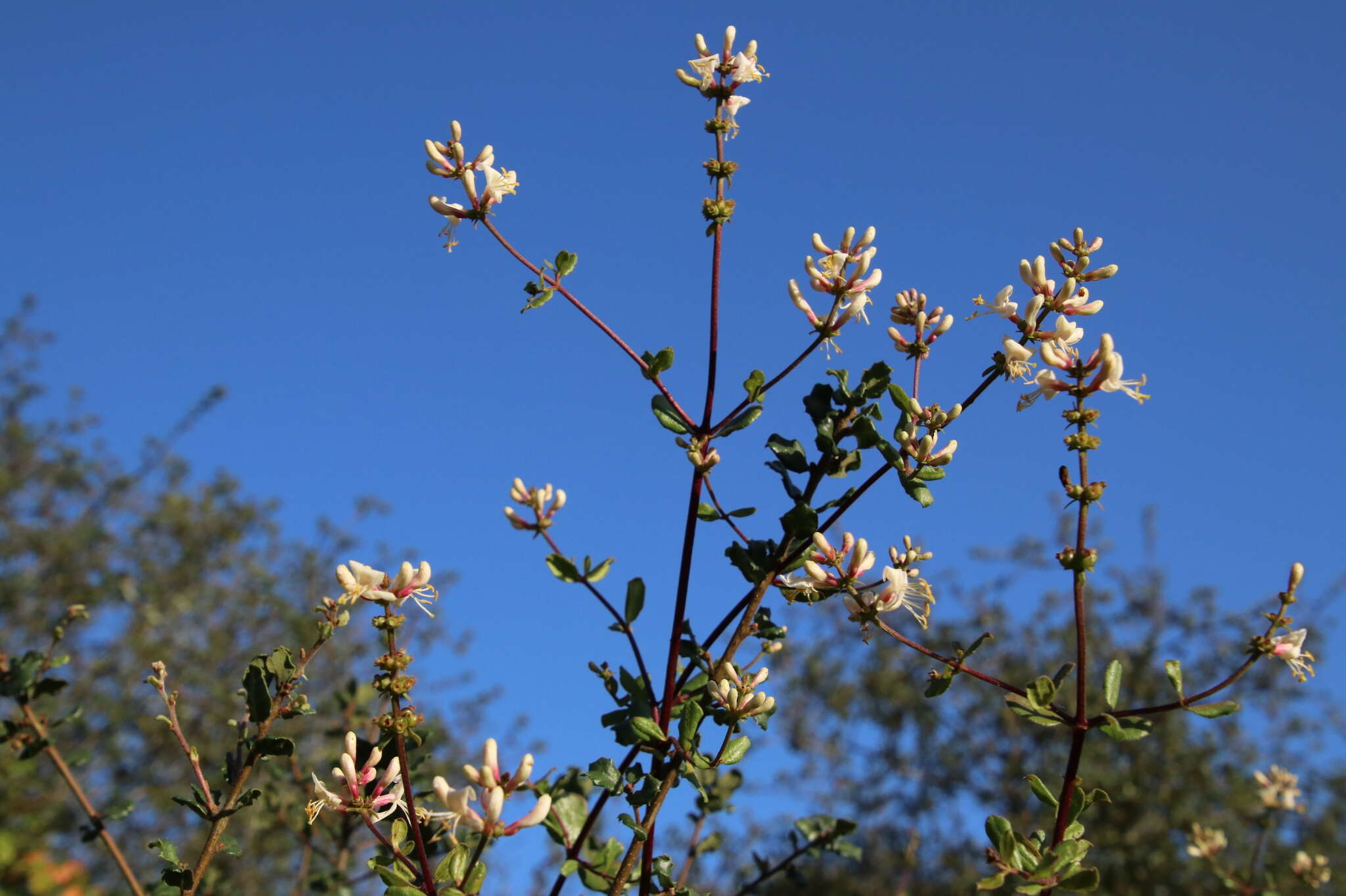 Image of southern honeysuckle