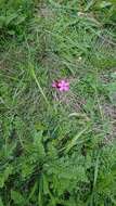 Dianthus pontederae A. Kerner的圖片