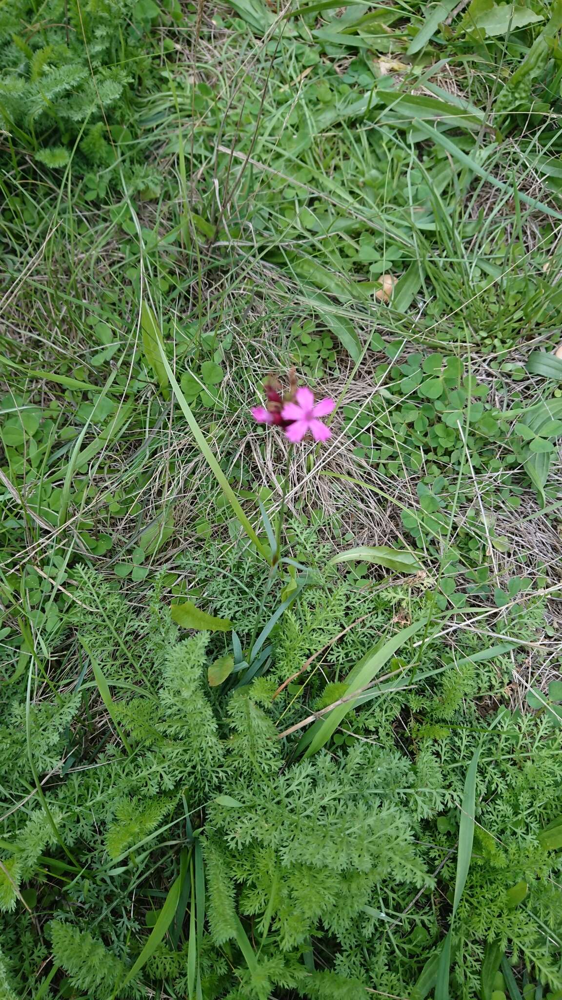 Dianthus pontederae A. Kerner的圖片