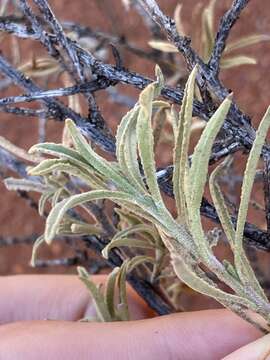 Image of Eremophila gilesii subsp. variabilis