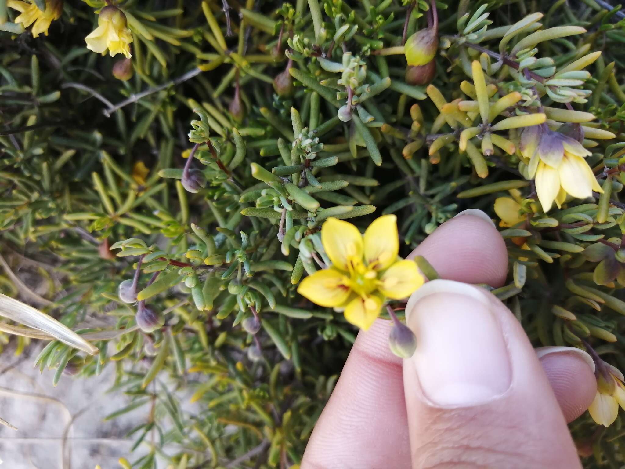 Image of Roepera spinosa (L.) Beier & Thulin