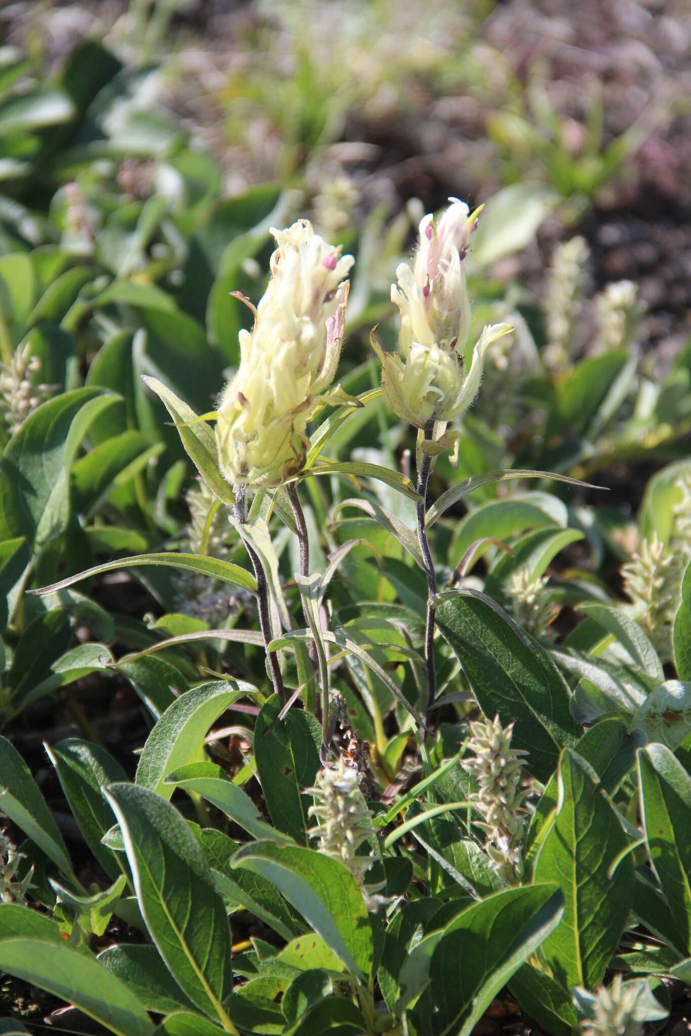 Image of Castilleja pallida subsp. pavlovii (Rebr.) A. & D. Löve