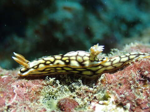 Image of Orange edge khaki slug