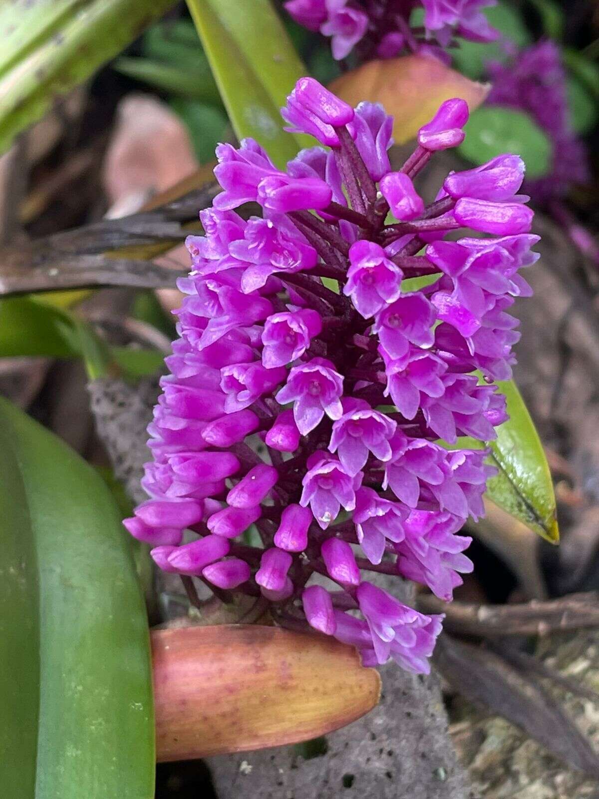 Imagem de Arpophyllum giganteum subsp. medium (Rchb. fil.) Dressler