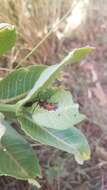 Sivun Tetraopes annulatus Le Conte 1847 kuva