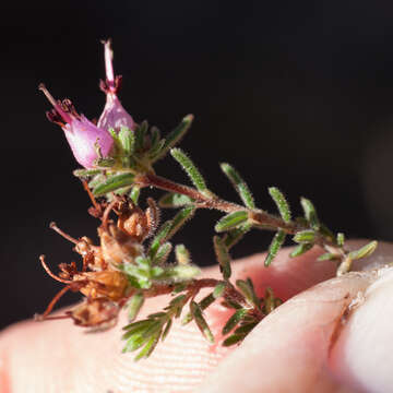 Image of Erica filiformis Salisb.