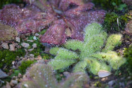 Drosera major的圖片