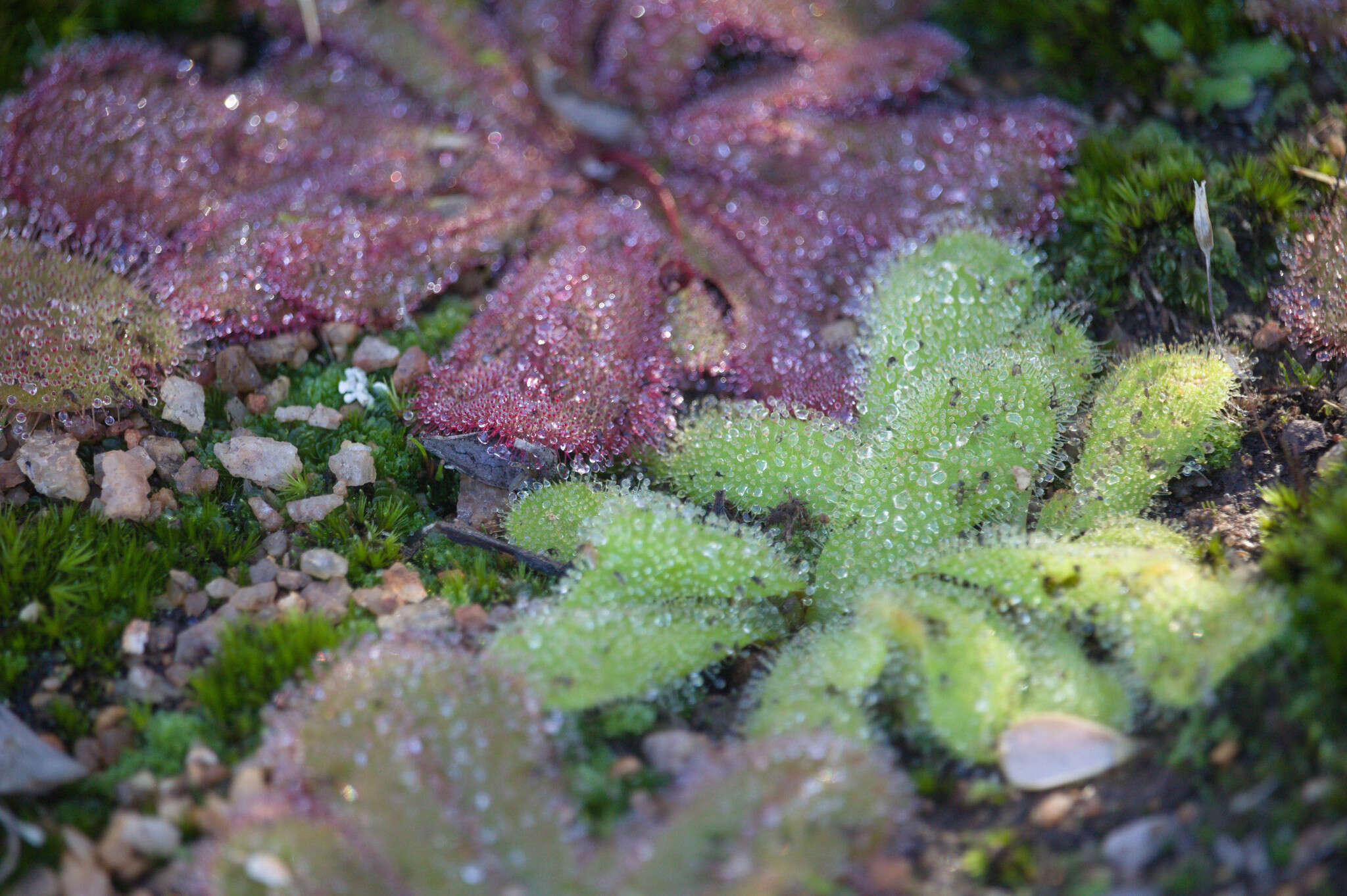 Drosera major的圖片