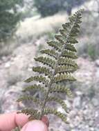 Image of Eaton's lipfern