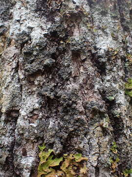 Image of matted lichen