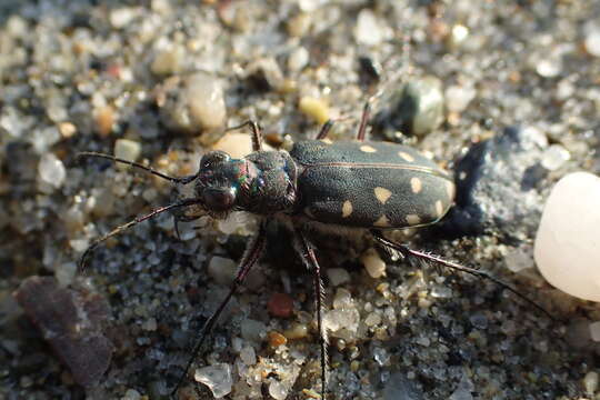 Image of Cicindela (Calomera) littoralis Fabricius 1787