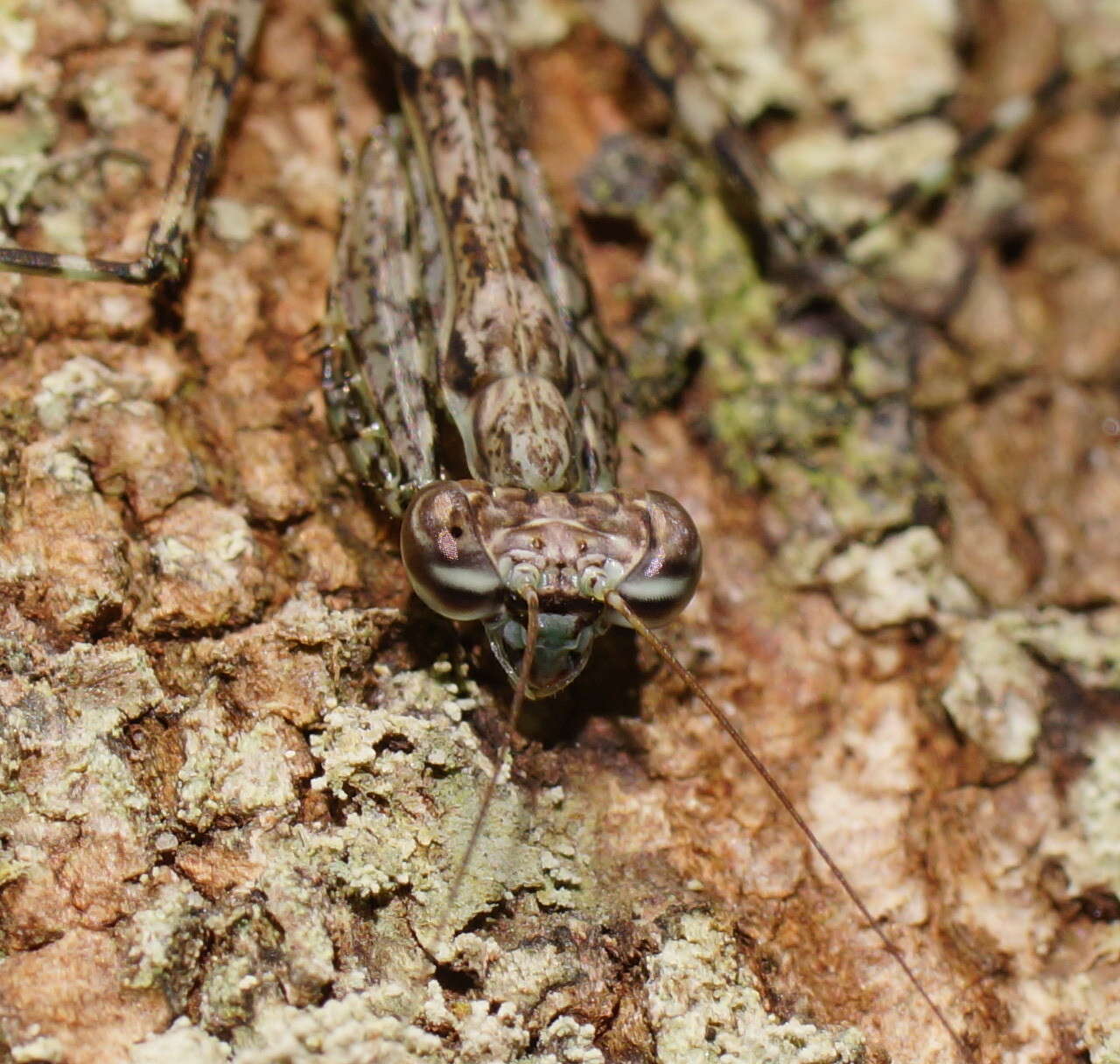 Image of Ciulfina biseriata Westwood 1889