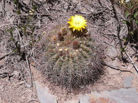 Echinopsis formosa (Pfeiff.) Jacobi ex Salm-Dyck resmi