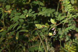 Plancia ëd Vicia cassubica L.