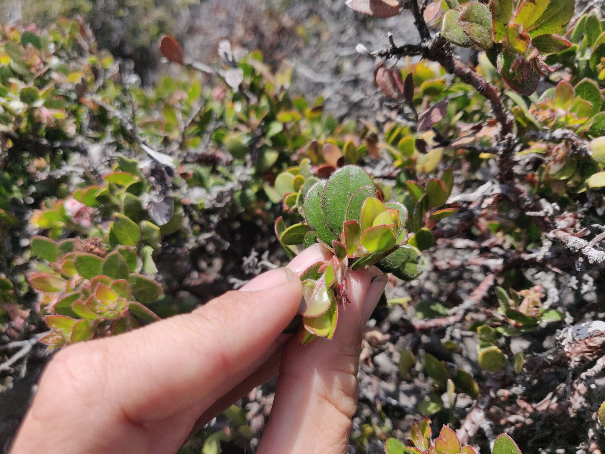 Sivun Arctostaphylos edmundsii Howell kuva