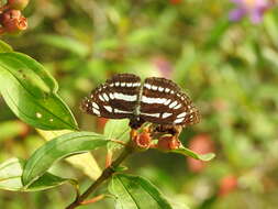 Image de Neptis hylas papaja Moore 1874